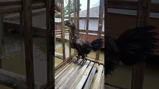 Download lagu Harga ayam pelung asli mp3