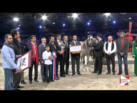 2nd place-N.84 ALEXXANDERR - Paris 2015 - Yearling Colts Championship (Class CM10)