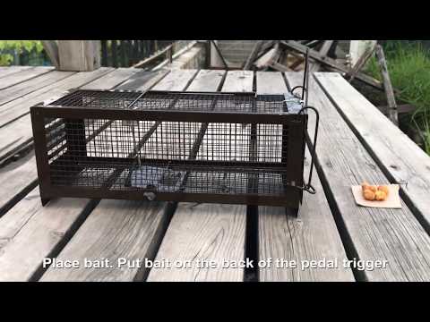 How to use the  RatsFatz Humane Live Rat Trap Cage to catch mouse