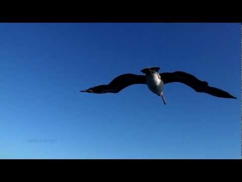 Smooth Closeup of a Pelican Soaring Next to our Boat