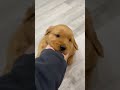 Golden Retriever dogs for sale: Harper - Video 1