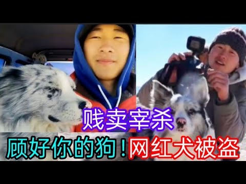 A Border Collie, nicknamed \Chutou,\ which became an internet sensation in Henan, was stolen, sol...