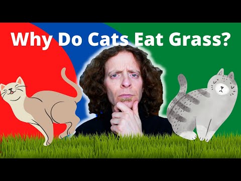 Why Does My Cat Eat Grass | Veterinarian Explains