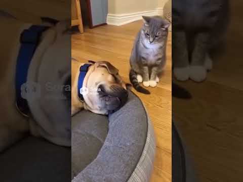 Буля решил поспать, но что-то пошло не так #кот #собака #собакабарабака #котики #котик #хулиган