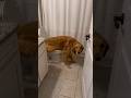 My Dog Is The Smartest Dog In The World Dog Goldenretriever