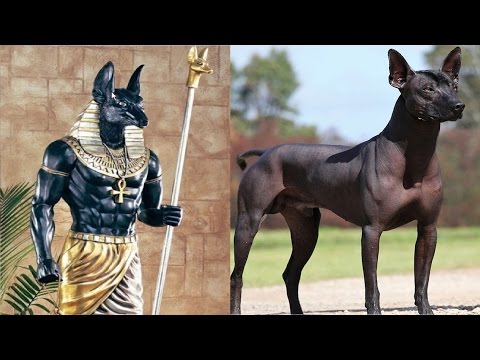 image-What is the oldest dog breed in existence?