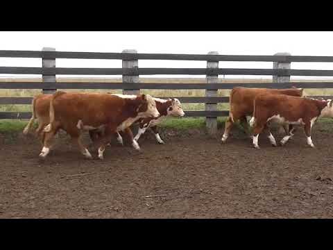 Lote 24 Terneros HEREFORD 200kg - , Cerro Largo
