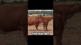 Cows Produce Methane Gas! Does it Cause Climate Change?