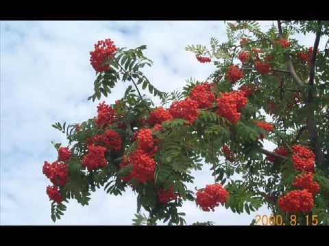 itke pihlaja puu berit.wmv