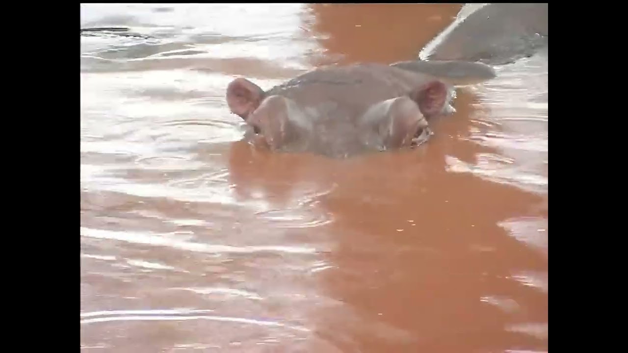 085a / 50 tons of wild life - Kenya (Enhanced 4K)