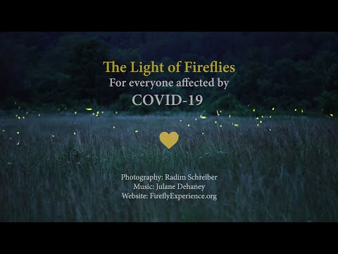 The Light of Fireflies