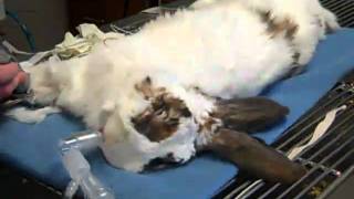 Dr. Laurie Hess and Staff Prepare a Rabbit for Surgery