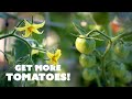 How To Hand Pollinate TOMATO Flowers For Better Yields
