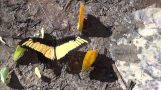 preview picture of video 'Androgeus Swallowtail Butterfly & friends'