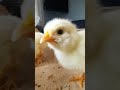 Baby Chicks