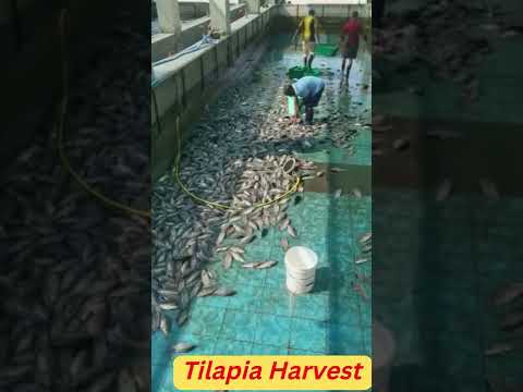 #short 1 Tilapia Harvest in BioFloc Culture in UAE