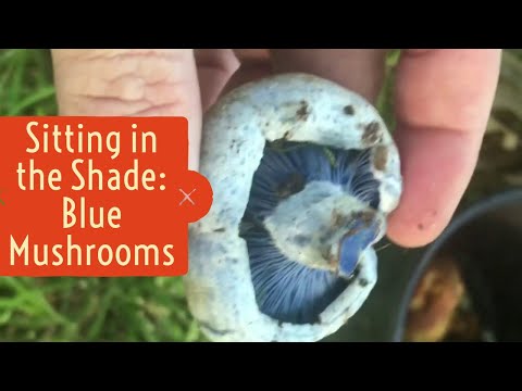 Sitting in the Shade: Blue Mushrooms?!