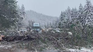 ODOT dashcam shows tree fall, misses car on I-5