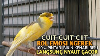 Download lagu kenari gacor panjang Cuit Cuit EMOSI, Pancingan Kenari Paud Belajar Bunyi, terapi AMPUH Kenari MACET mp3