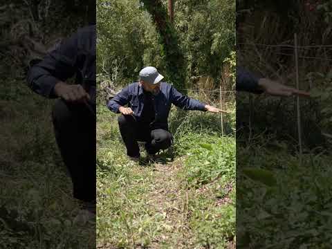 Permaculture Swales: Key to Water Harvesting & Design