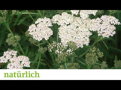 Schafgarbe gegen Unterleibsschmerzen | natuerlich-online.ch