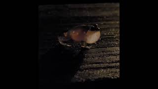 L'hylode, la grenouille chanteuse des nuits tropicales