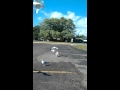 Seagulls The Burger King Junkies 3gp