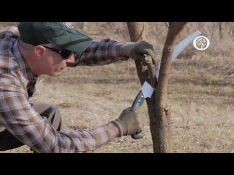 Ask an Arborist: The ABC's of Pruning