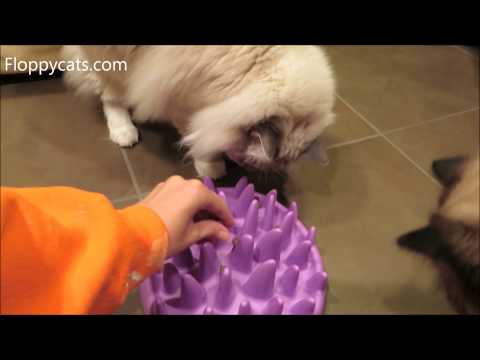 Catch Feeder for Cats Product Review - Slow Feeder for Cats