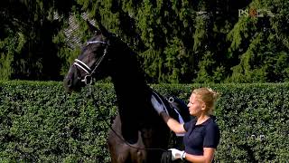 Ventes PS Online : 50.000€ pour un fils de Grey Flanell