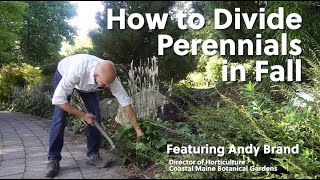 How to Divide Perennials in Fall | Garden Tips