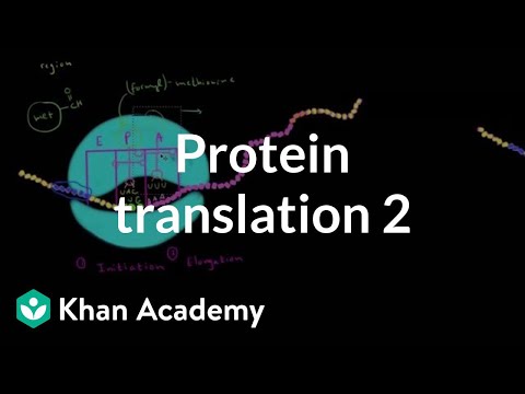 Protein translation 2