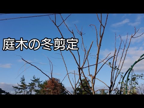 園芸 ニセアカシア、カルージュ、キャシー