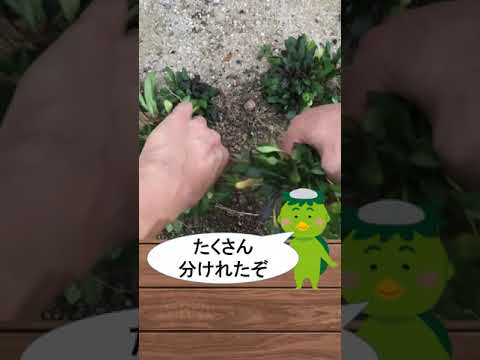 園芸 一年生植物と多年草