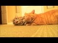 Two cats in love. VERY ROMANTIC!! 