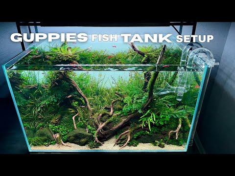 Guppies fish tank setup | Rainforest style aquascape | step-by-step tutorials