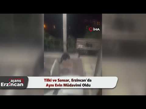 Tilki ve Sansar, Erzincan'da Aynı Evin Müdavimi Oldu