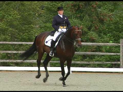 Dressage Stallion, Sir Sinclair Iron Spring Farm