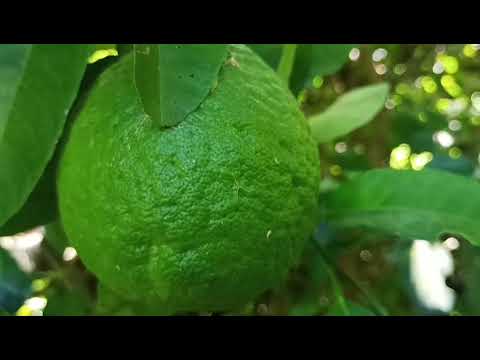 Limones