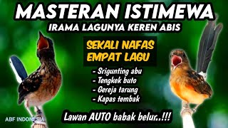 Download lagu Yakin mewah poooL !! MASTERAN MURAI BATU FULL ISIAN TEMBAKAN MEWAH‼️ mp3