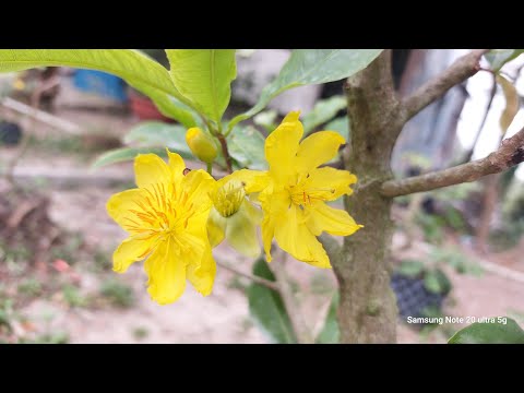 Chăm sóc cây mai vàng những tháng đầu năm, dể nuôi cây khỏe