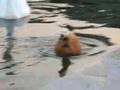 Horn Duck