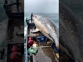 HUGE FISH Caught By Brave Fishermen