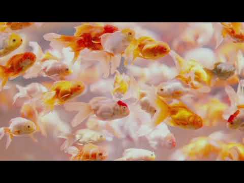 Distant Call - Ten Towers (legendado PT BR)