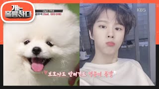 Download lagu 오늘의 견학생? 만능 아이돌 김우석 ! (ft. 따따아빠) [개는 훌륭하다/Dogs Are Incredible] 20200601 mp3