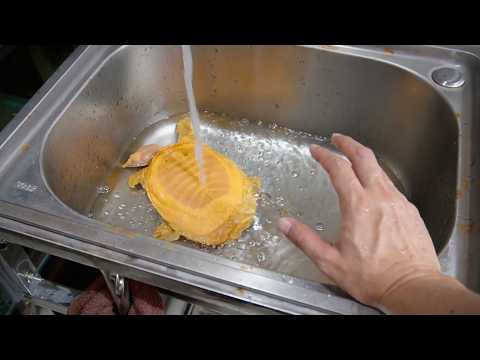 飼育している亀がついに...