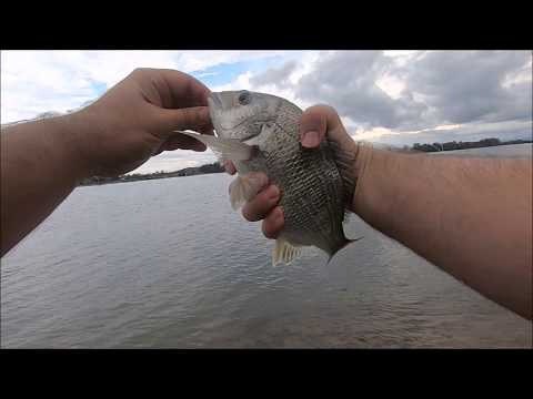 Bream on Gulp Sandworm