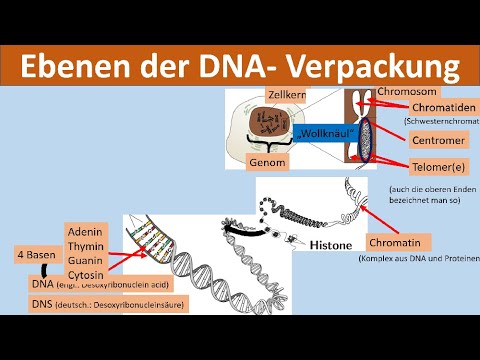 DNA packaging [chromosome, chromatin, nucleosome, histone, DNA, bases] [biology, genetics]