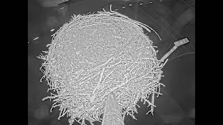 Washington · ClarkPUD Osprey live stream