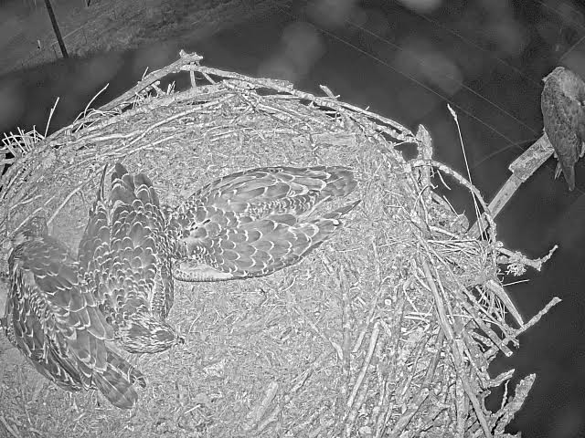 Live webcam view of Clark PUD Osprey Nest Cam